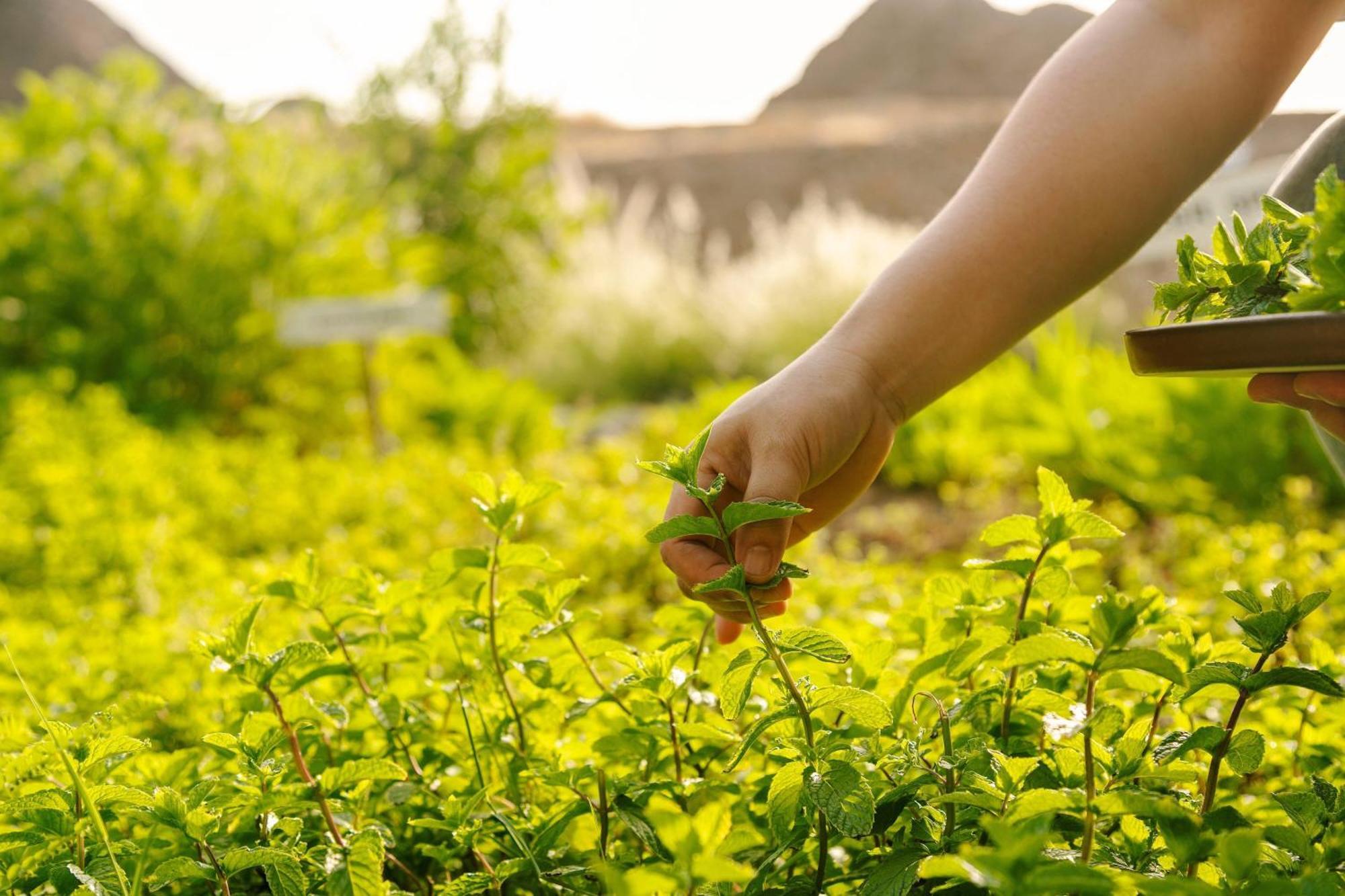 Al Bustan Palace, A Ritz-Carlton Hotel Muscat Exterior foto Mint being harvested